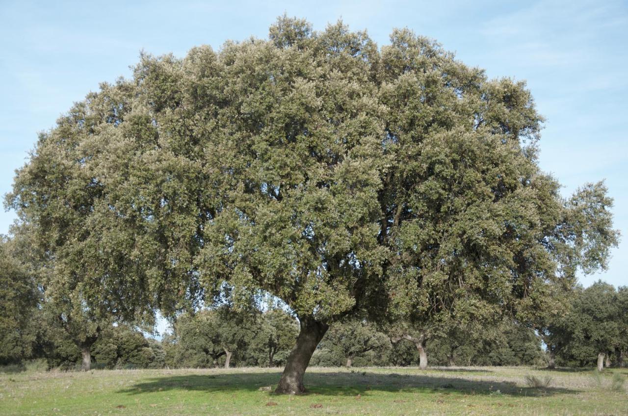 Appartamento Cerro Cincho Rural Peraleda de la Mata Esterno foto